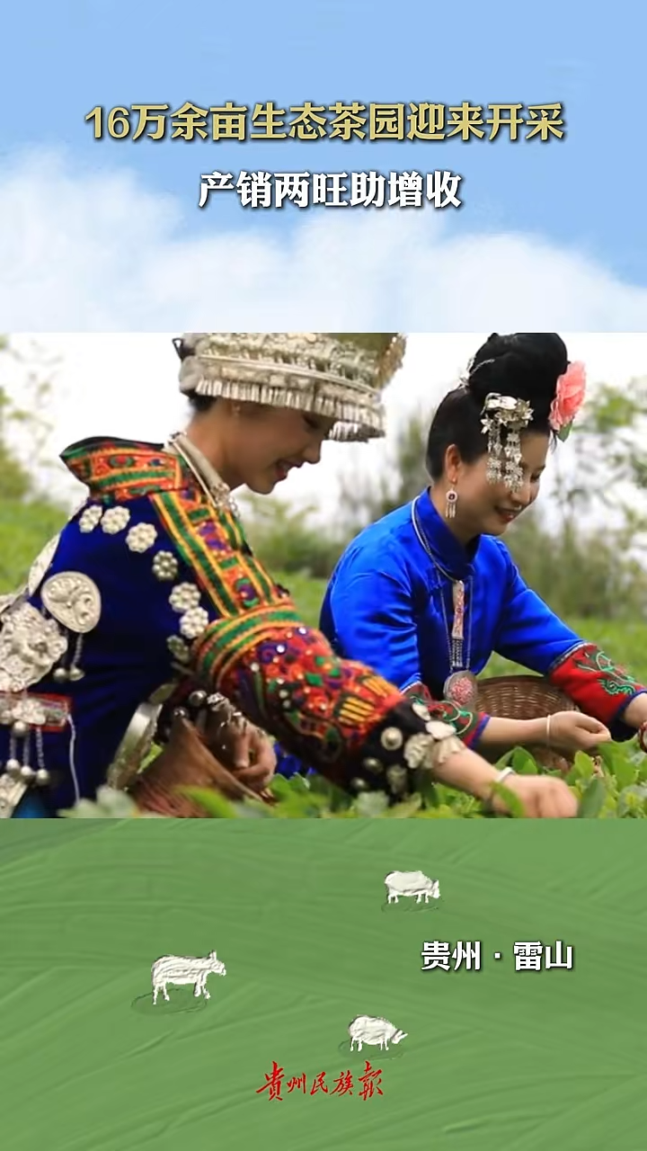 黔东南州雷山县16万余亩生态茶园迎来开采