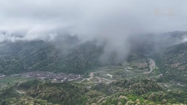 如云似雪 贵州石阡万亩栲树迎来盛花期