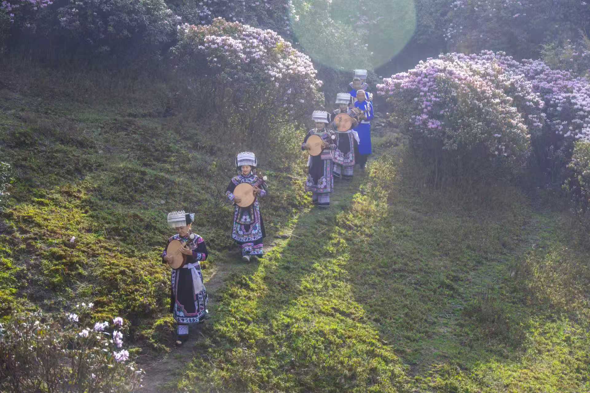 贵州威宁百草坪索玛花盛开