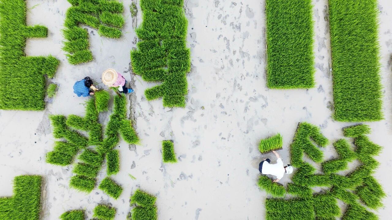 多彩影纪｜贵州从江：初夏时节农事忙