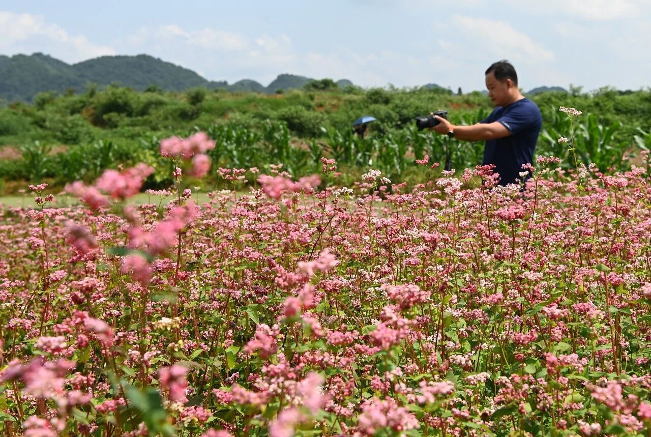 多彩影纪 | 安顺市十二茅坡：荞麦花盛放 夏日田园添新韵