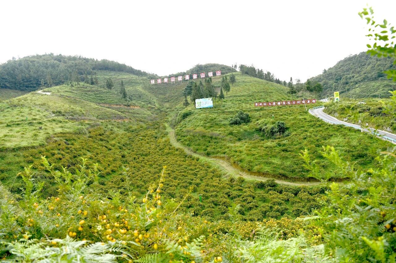 龙里县以刺梨产业发展夯实“铸牢”物质基础——满山金果托起各族群众共富梦