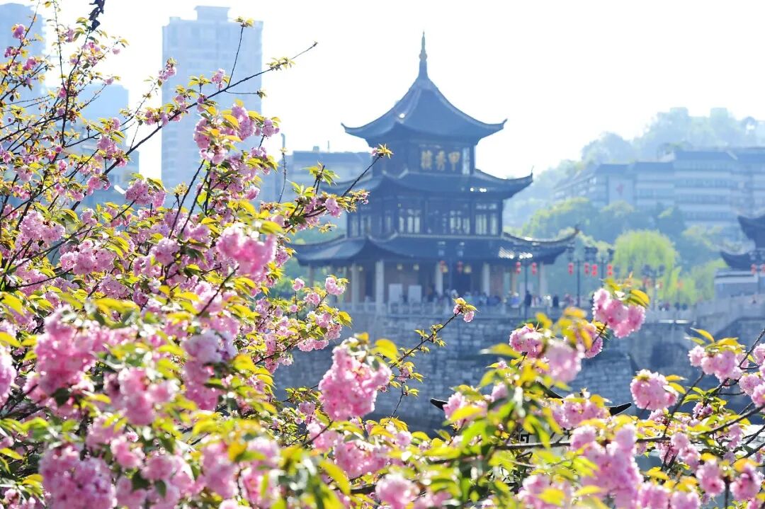 多彩影纪│浪漫满分～贵阳南明河沿岸晚樱迎来盛花期